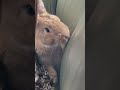 Hello! My name is Pumpkin I’m a free roam bun. #rabbitsofyoutube #bunniesworldwide #viralrabbit
