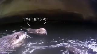 Baby beaver sneaks out behind parents' backs to go for a swim 🐨