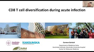CD8 T cell diversification during acute infection by Dr. Carmen Gerlach