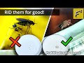 How to get rid of Fruit Flies and Gnats at Home - DON’T use the same traps
