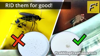 What works to rid gnats & fruit flies!  How to get rid of Fruit Flies & How to get rid of Gnats