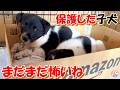 【捨て犬 子犬】保護した子犬やらかしました+おまけコーナー