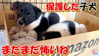 [Abandoned Dog/Puppy] The puppy I rescued caused some trouble + Bonus segment