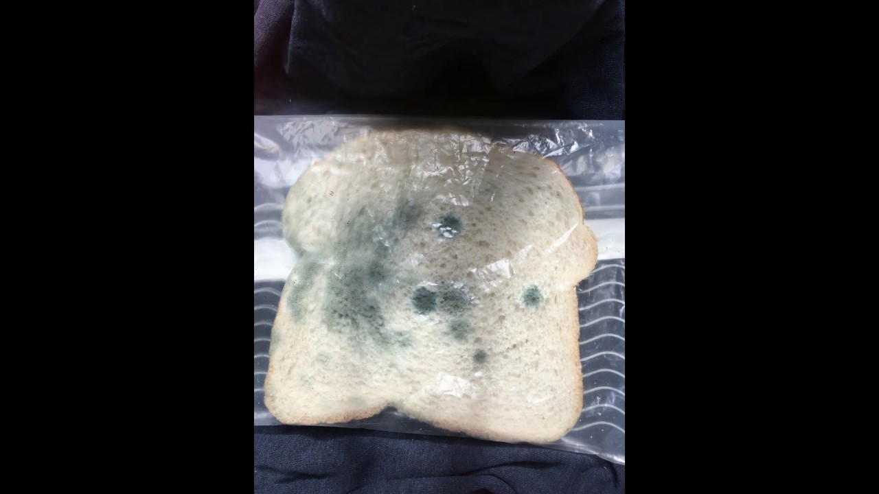 Jip Grooten Beschimmeld Brood 8G YouTube