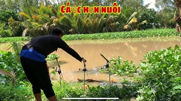 Câu Cá Tra Sông - Bãi Này Ục Như Nuôi Cá Ăn Liên Tục Nữa | Fishing - Miền Tây