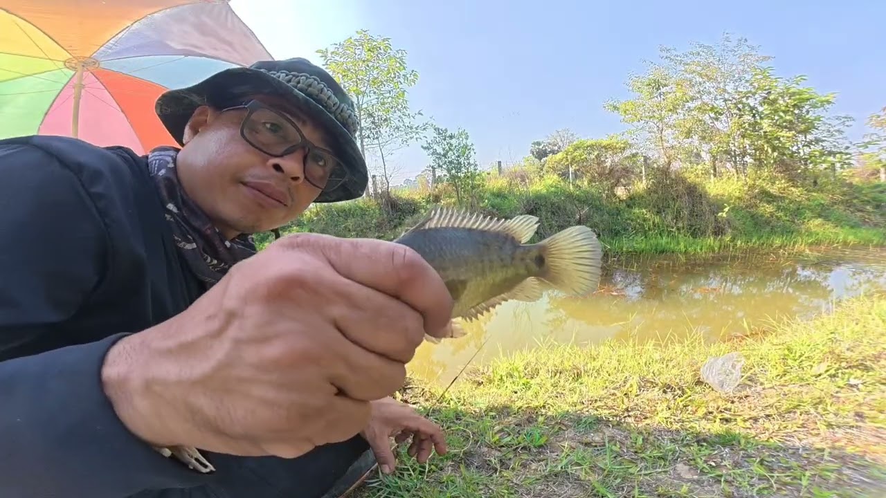 ตกปลาหมอหมายธรรมชาติ ปลาหมอนาไซส์สวยๆ|พรานแป๊ะ หาอยู่หากิน