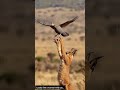 The Deadly Jump of the Caracal#Caracal #WildCat #BigCat #AnimalFacts