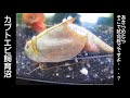 【カブトエビ飼育】セットアップした9年前の飼育セット、5日経過しました。