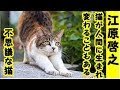 江原啓之　進化・猫の中には人間に転生する為の努力修行をしている猫もいて人間に可愛がられたペットは特に進化が早い不思議な話・招き猫ちゃんねる