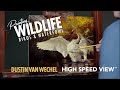 High Speed View™ - Dustin Van Wechel (Painting Wildlife: Bird &amp; Waterfowl)