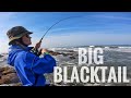 Light Tackle Fishing South Africa’s Rocky Costline (Big Blacktail)