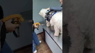 visita al veterinario 🐶 🥼 💊 💉 #dog #veterinariodeconfianza #saludcanina #puppy #parati #dog