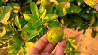 زراعة الترنج و الليمون بالمنزل