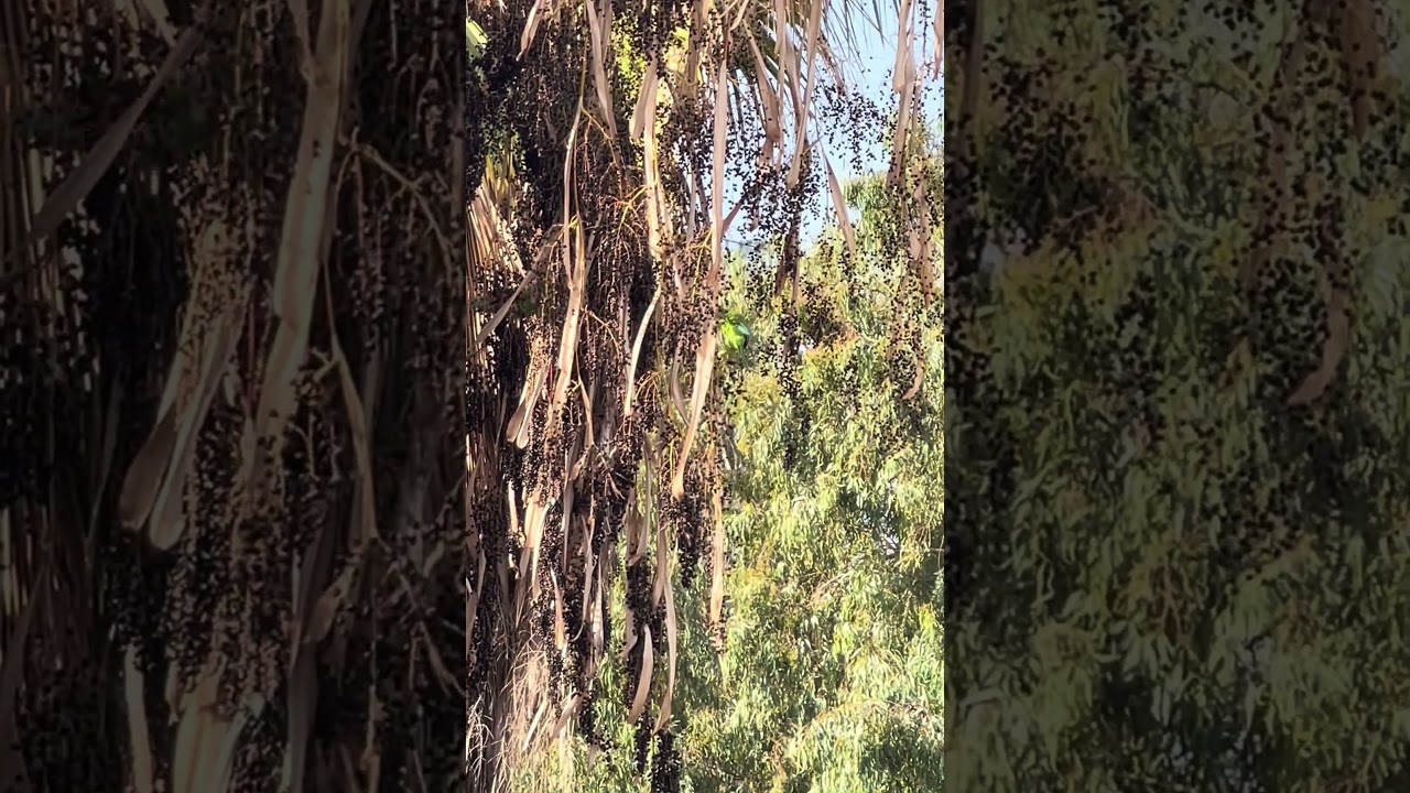 Israel news: President 