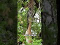 Leopards power🔥#shorts #nature #animals #attack #cat #leopard #leopardattack #animalover #shorts