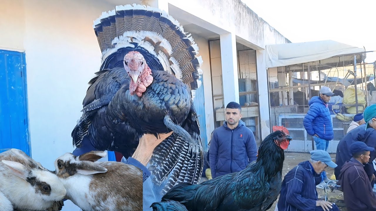 سوق حد درى 2025/11/30 مع الدجاج 🐓والأرانب 🐰بيبي 🦃منطقة شياضمة إقليم صويرة🇲🇦