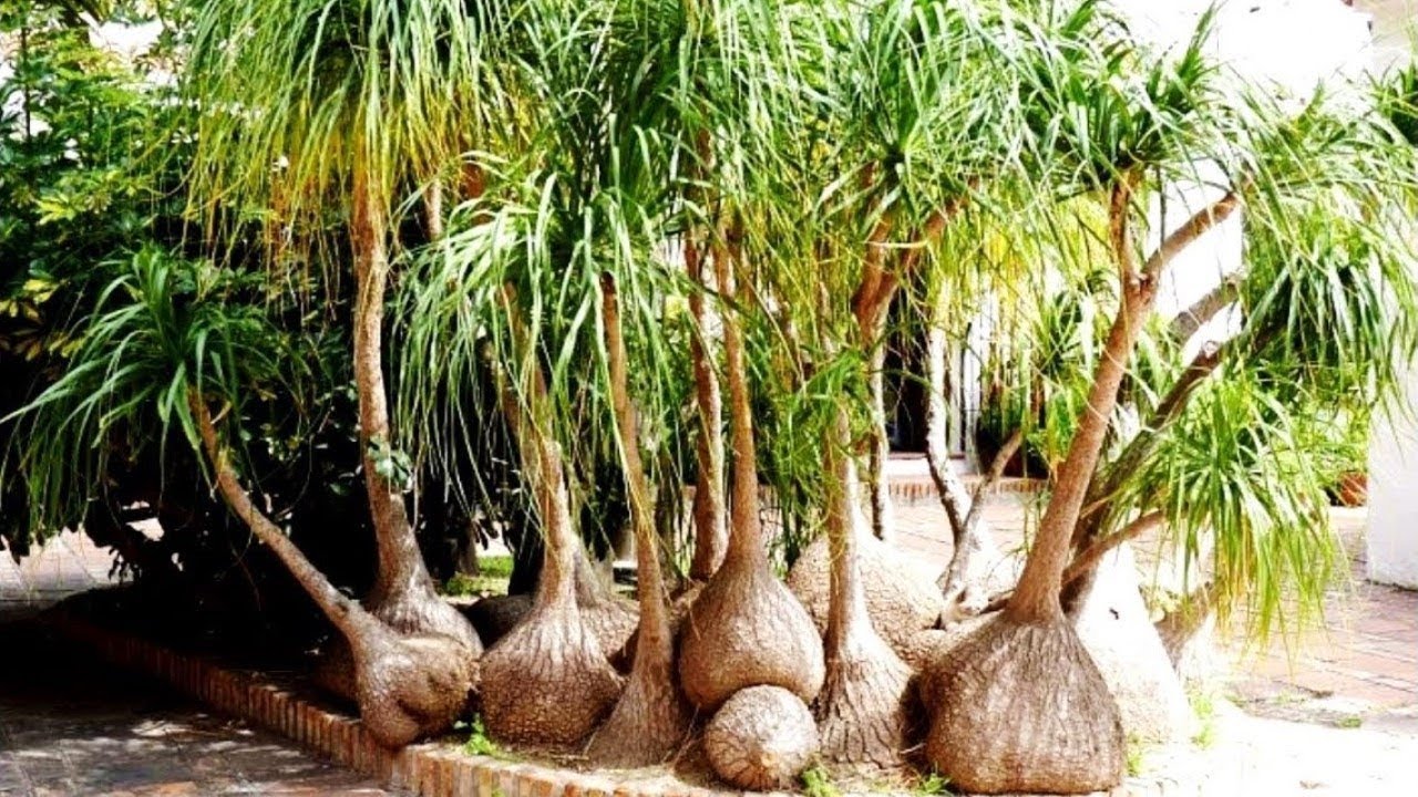 БУТЫЛОЧНОЕ ДЕРЕВО НА КИПРЕ - YouTube