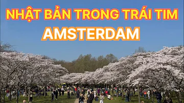 S?c h?ng s? l? -Vu?n hoa anh dào Amsterdamse Bos