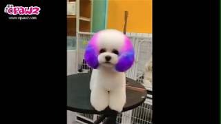 Add some creative touches to Poodle or Bichon Frise with OPAWZ Permanent Pet Hair Dye