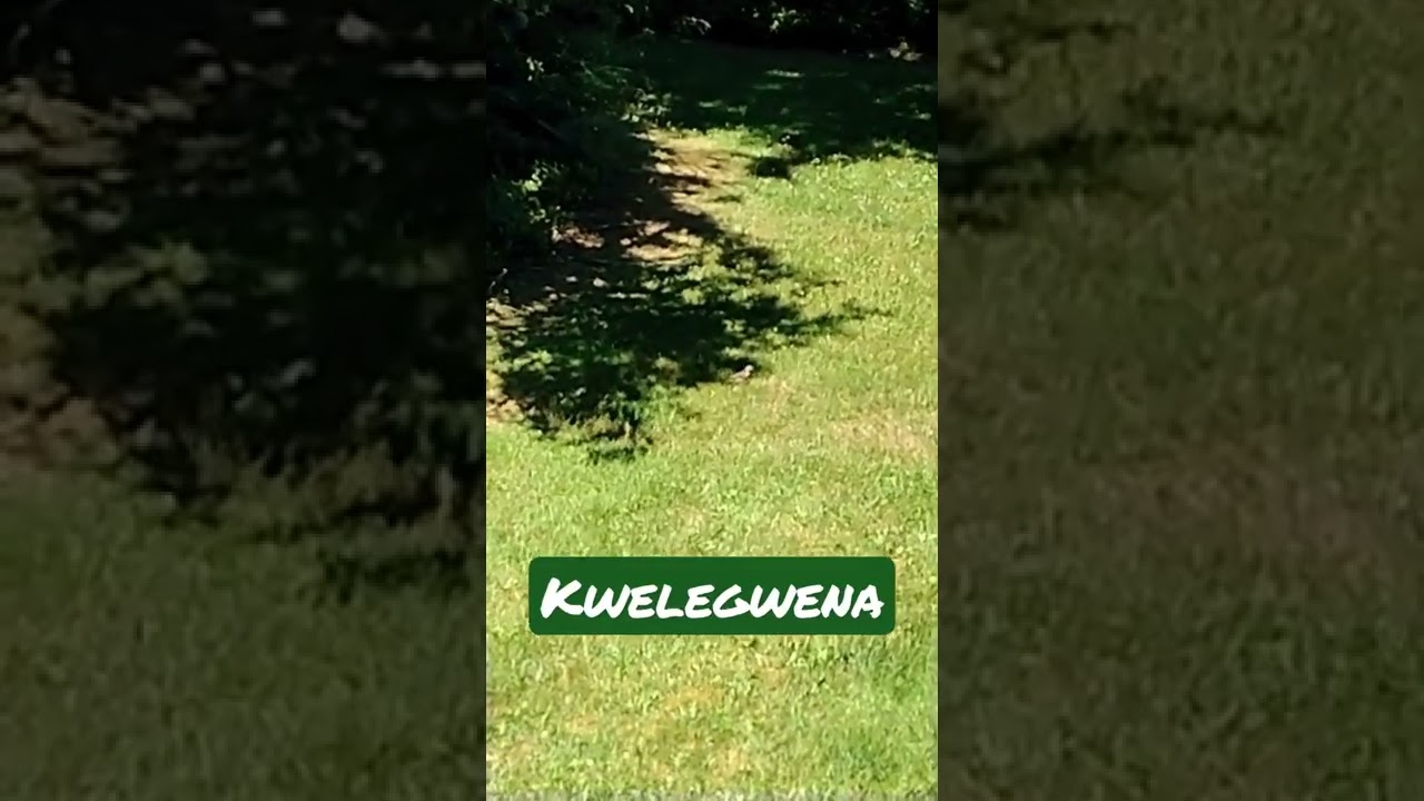 Northern Flicker Woodpecker. Abenaki Language 