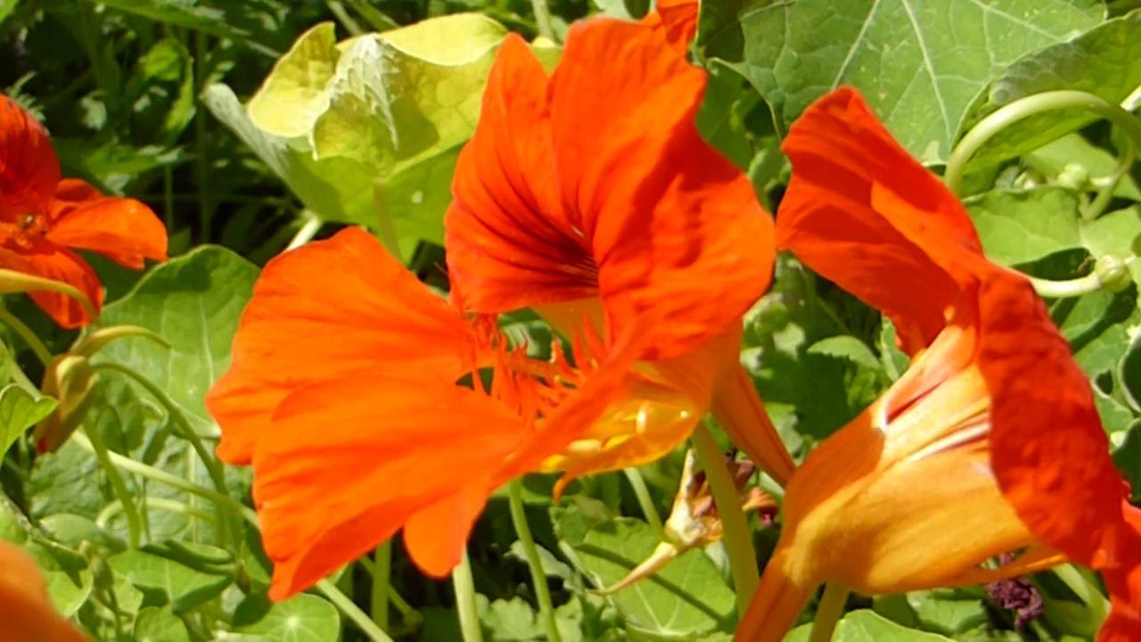 Nasturtium - Skjaldflétta - Sumarblóm - Matjurt - Sallatkarsi