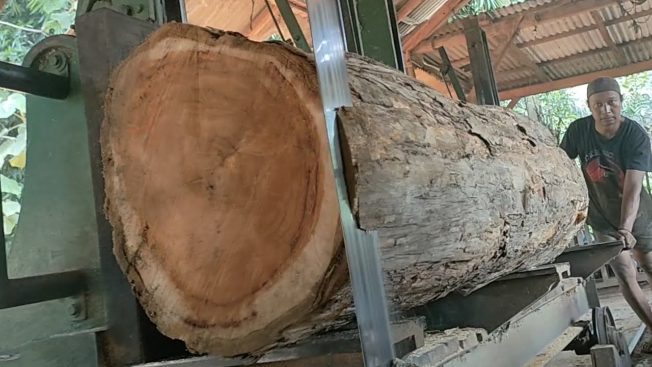 BIG WOOD, the most expensive teak wood processing in the Sawmill factory 