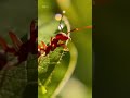 Ant
