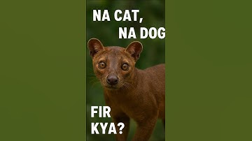 Fossa: The Cat of Madagascar