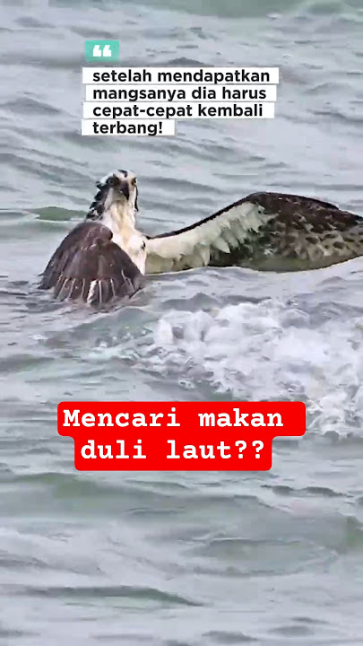 BURUNG TERKUAT mencari makan dilaut!?😱 #elang #burungelang #burungterkuat #burungganas #burunglangka