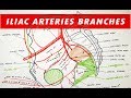 Branches of the Internal and External ILIAC ARTERIES