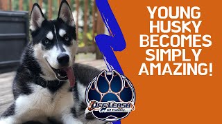 Knoxville Dog Trainers - 8 Month Old Husky Learns Amazing Off Leash Obedience!