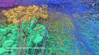 Calcium imaged clusters from mouse retina