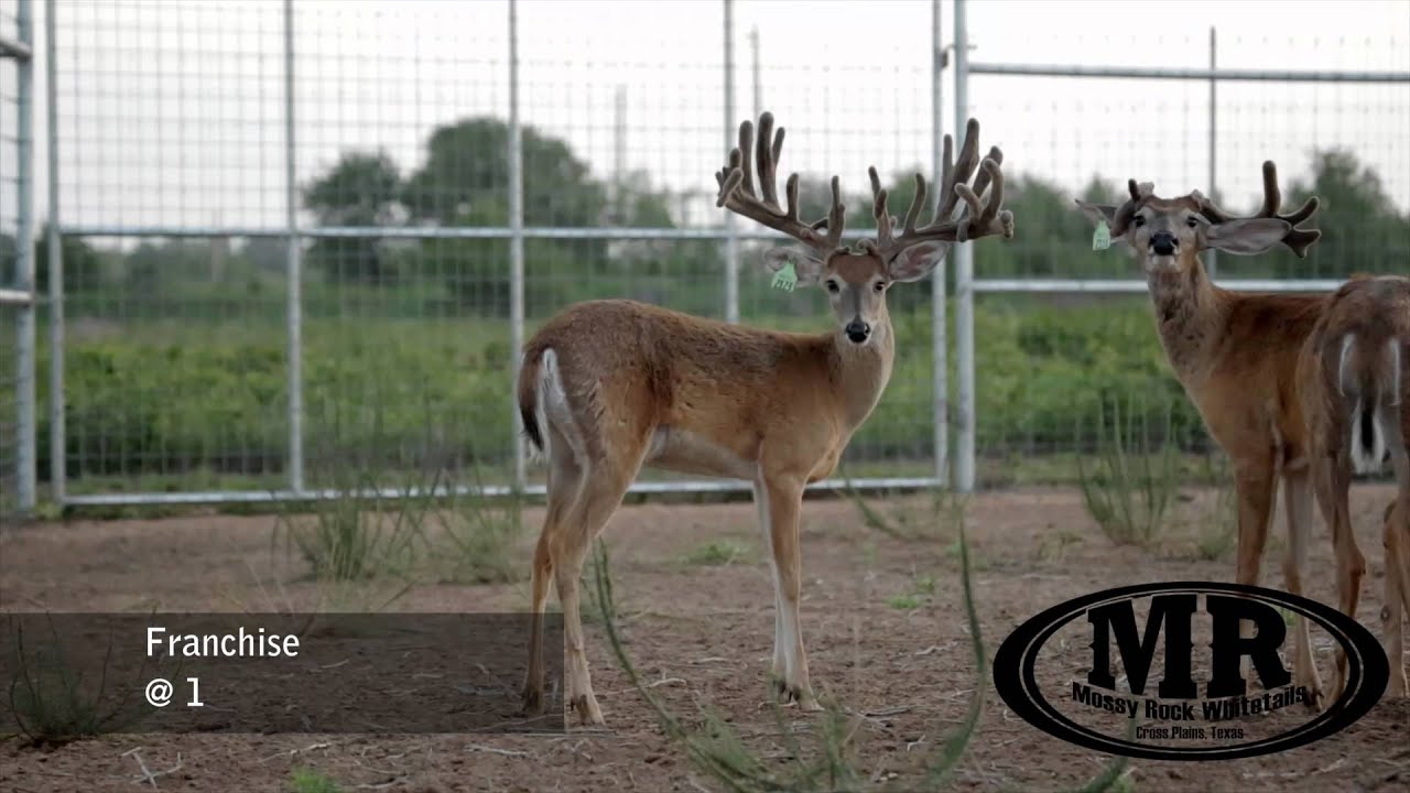 Mossy Rock Whitetails YouTube