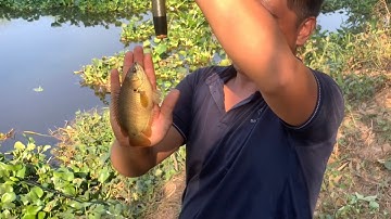 Câu Cá Rô Đồng Trê Vàng Thiên Nhiên Tập 18 Trở Lại Biên Giới Sau Ngày Trúng Mánh