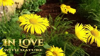 The Most Stunning Blooming Nature | Relaxing Bird Sounds | Beautiful Spring | Soothing Relaxation