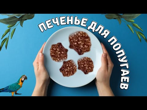 можно ли попугаю печенье? можно ли попугаю печенье?