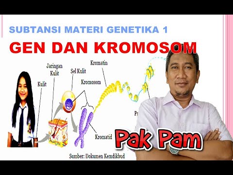 Video: Bagaimanakah kromosom X dan Y mendapat nama mereka?