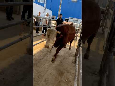 DELİ DANA KESİME GİRMEK İSTEMİYOR ! KAÇIYOR...