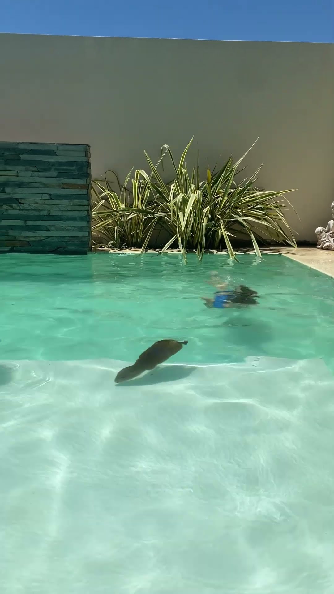 Capybara Swims in Pool || ViralHog