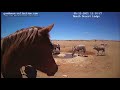 Namibiacam horse tasting the camera