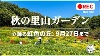 【秋の里山ガーデン】虹色の大花壇 駅から歩ける？→歩ける
