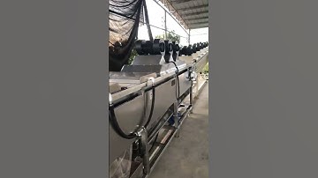 dragon fruit grading line/ dragon fruit sorter , pitahaya packing line