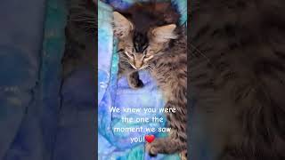 WE FOUND HER ON CRAIGSLIST,  LOVE AT FIRST SIGHT! #shorts #viral #kitten
