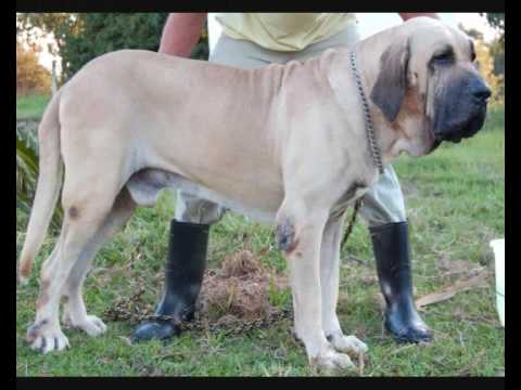 Fila Brasileiro, Canil Itanhandu, cão fila brasileiro