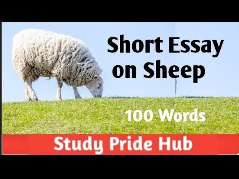 sheep essay in english for class 5