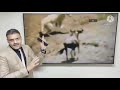 الموسوعة محمد صالح أسطورة الأحياء