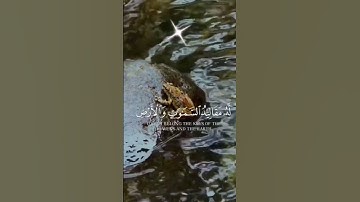 القران الكريم/سوره الزمر/راحه نفسيه وأطمأنينه ❤️❤️