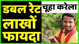 चूहा ने किया मालामाल??Bitter Gourd Farming in India | AgriBusiness Success Story | Indian Farmer