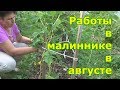 Уход за малиной в августе