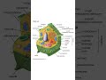 Human cell vs plant cell science biology humanbody cello